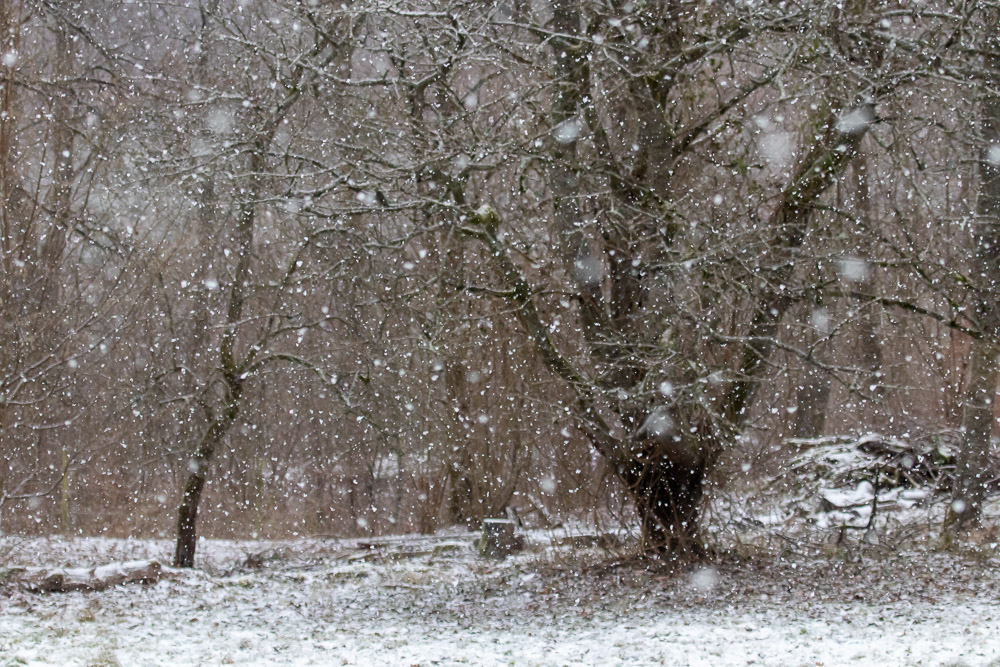 En stund senare drog snöandet i gång.