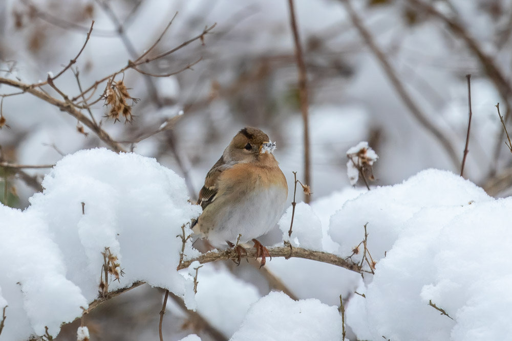 Bergfinken hackade i snön. Törstig kanske, eller var det ilska över vädret det också?