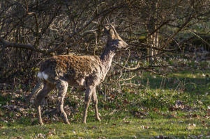 Rådjur (Capreolus capreolus)