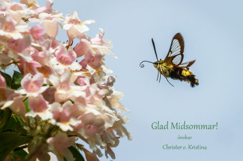 Humlelik dagsvärmare Hemaris fuciformis