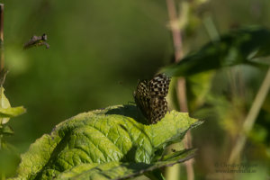 Silverstreckad pärlemorfjäril Argynnis paphia, Valesina