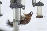 Ekorre (Sciurus vulgaris)