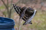 Sparvhök (Accipiter nisus)
