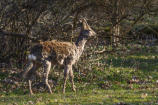 Rådjur (Capreolus capreolus)