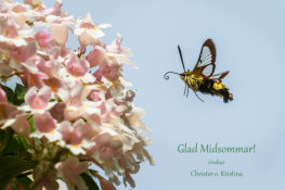 Humlelik dagsvärmare Hemaris fuciformis