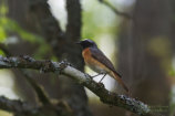 Rödstjärt (Phoenicurus phoenicurus)