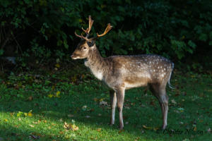 Baloo, Dovhjort (Dama dama)