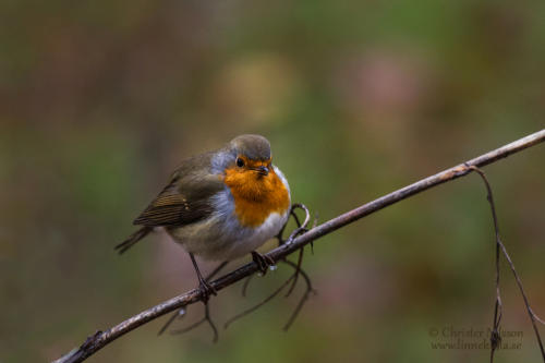 Rödhake (Erithacus rubecula)
