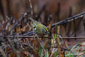Kungsfågel (Regulus regulus)