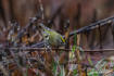 Kungsfågel (Regulus regulus)