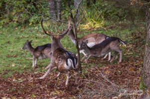 Fallow deer buck attacking fawns