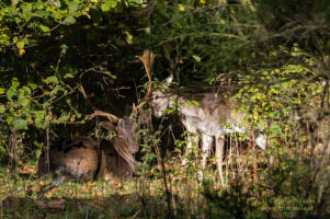 Fallow deer buck letting fawn investigate his antlers